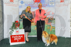 WCH_0934A_WELSH-KENNEL-CLUB-2024-