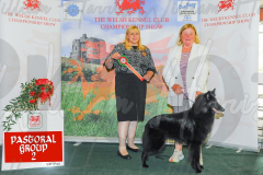 WCH_0944A_WELSH-KENNEL-CLUB-2024-