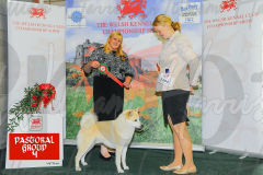 WCH_0954A_WELSH-KENNEL-CLUB-2024-