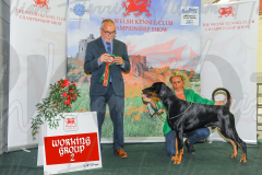 WCH_1059A_WELSH-KENNEL-CLUB-2024-