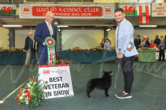 WCH_1143A_WELSH-KENNEL-CLUB-2024-