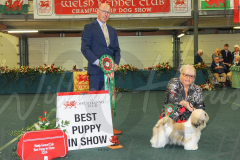 WCH_1157A_WELSH-KENNEL-CLUB-2024-