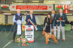 WCH_1188A_WELSH-KENNEL-CLUB-2024-