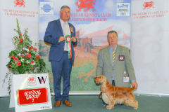 WH1_1841_WKC-2025-GUNDOGS-scaled