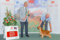 WH1_1892_WKC-2025-GUNDOGS-scaled