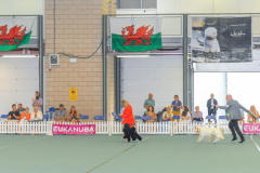 Welsh-Kennel-Club-2025_Edited-BIS-AND-RES-RUNNING-FOR-LAP-OF-HONOUR.jpg-scaled